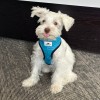 Bare Bones Chest Harness